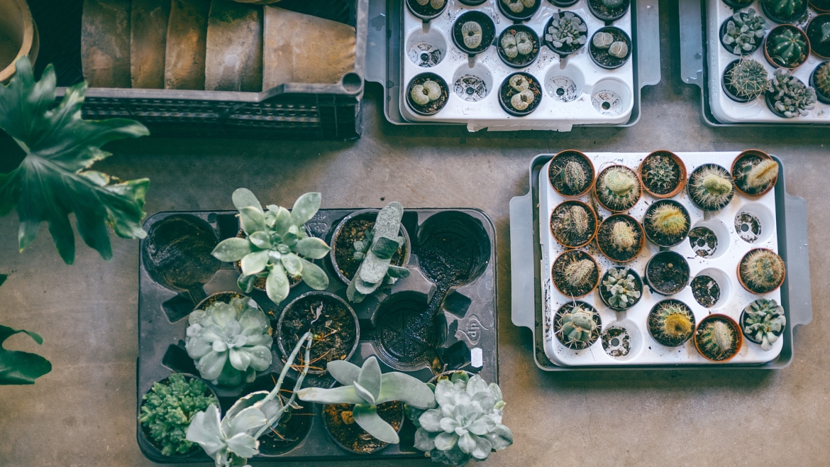 Kitchen garden